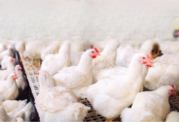Portable 12000kcal/h Poultry B - огляд і ціна Farming System & Sustainable Agriculture